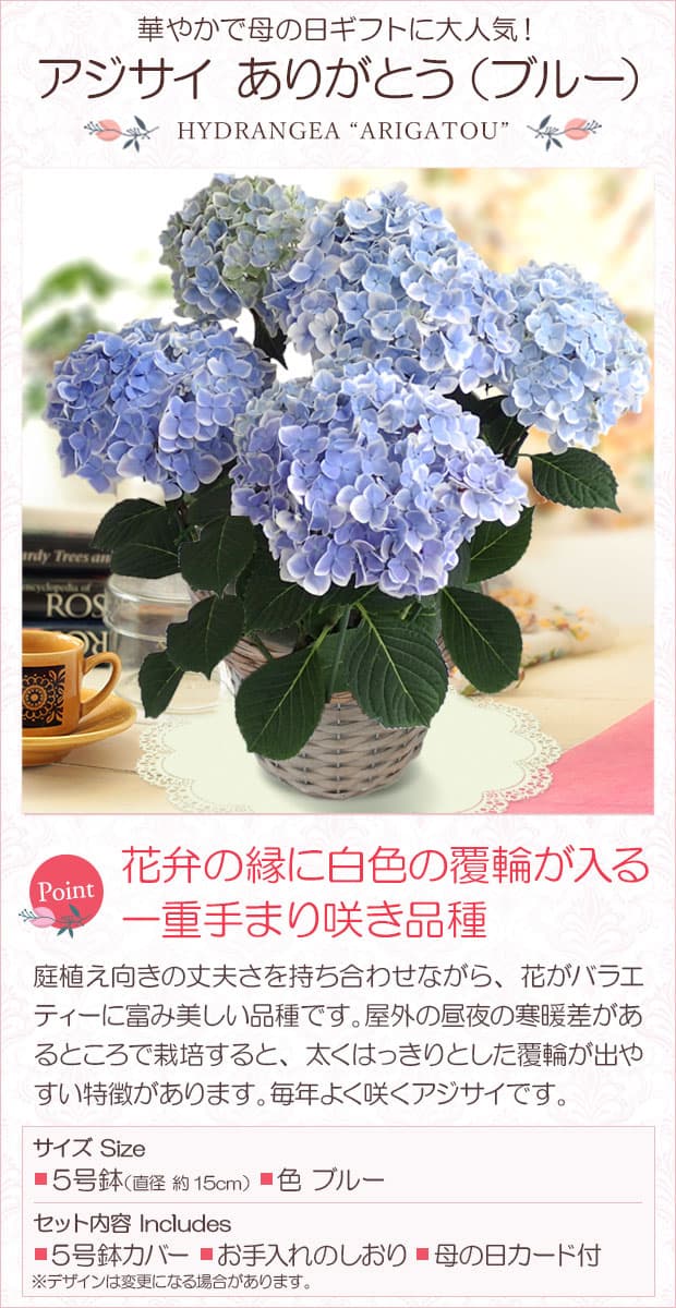 園芸ネット本店｜[送料無料][2019年母の日ギフト][予約] アジサイ