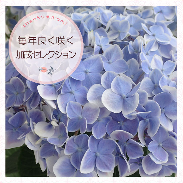 園芸ネット本店｜[送料無料][2019年母の日ギフト][予約] アジサイ