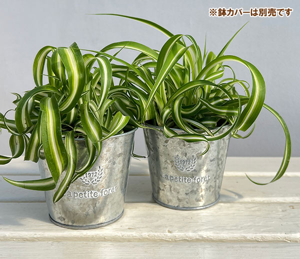 オリヅルラン:ボニー3号ポット