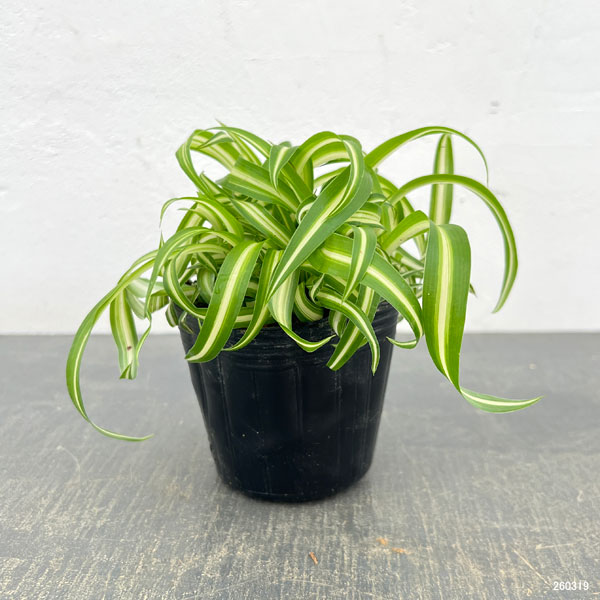 オリヅルラン：ボニー3号ポット