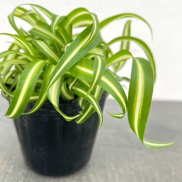 オリヅルラン：ボニー3号ポット