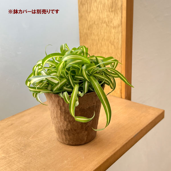 オリヅルラン：ボニー3号ポット