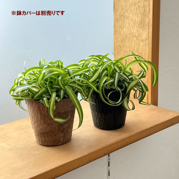 オリヅルラン：ボニー3号ポット