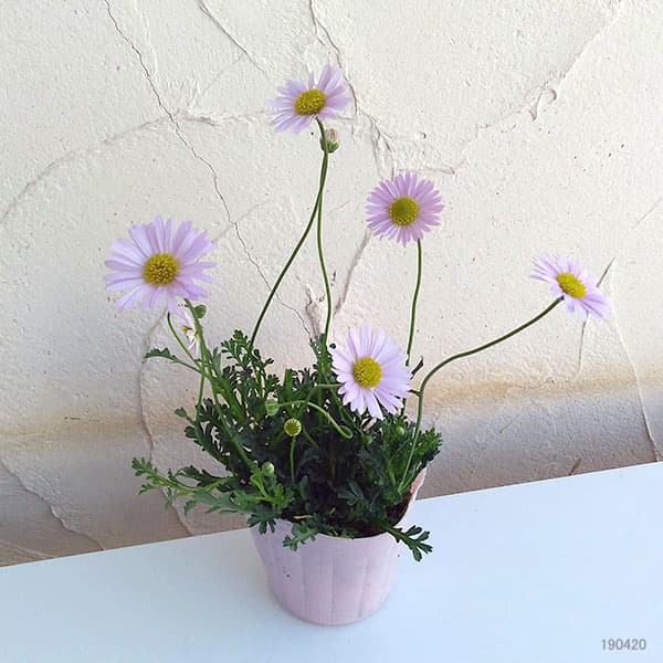 [19年4月中旬予約]ブラキカム：ジャンボミスティーライラック3号ポット