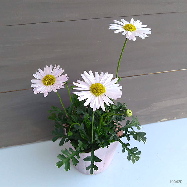 ブラキカム：ジャンボミスティーピンク3号ポット 6株セット