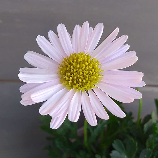 ブラキカム：ジャンボミスティーピンク3号ポット 6株セット