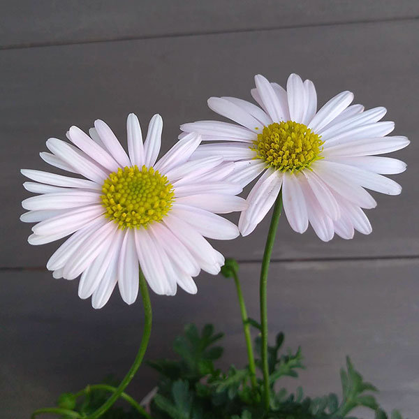 ブラキカム：ジャンボミスティーピンク3号ポット 6株セット