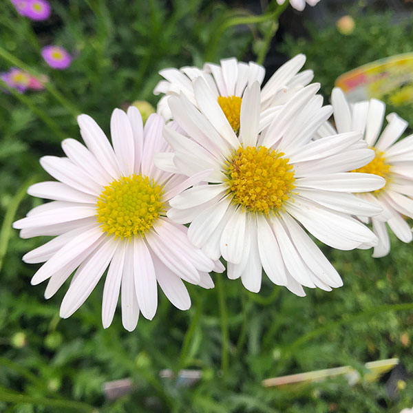 ブラキカム：ジャンボミスティーピンク3号ポット 6株セット