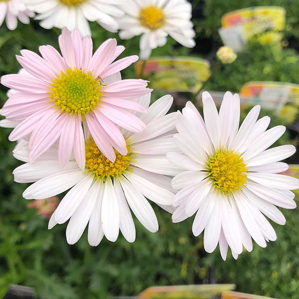 ブラキカム：ジャンボミスティーピンク3号ポット 6株セット