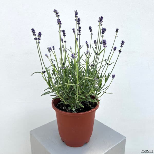 ラベンダー：イングリッシュ ヒドコート 5号鉢植え
