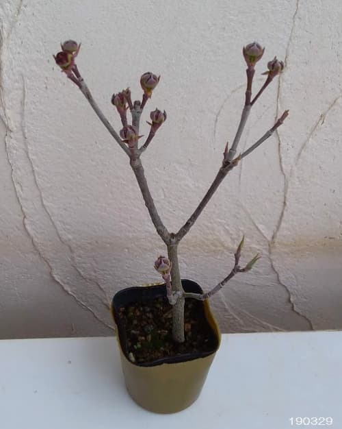 ハイブリッドハナミズキ:ステラピンク2.5号ポット