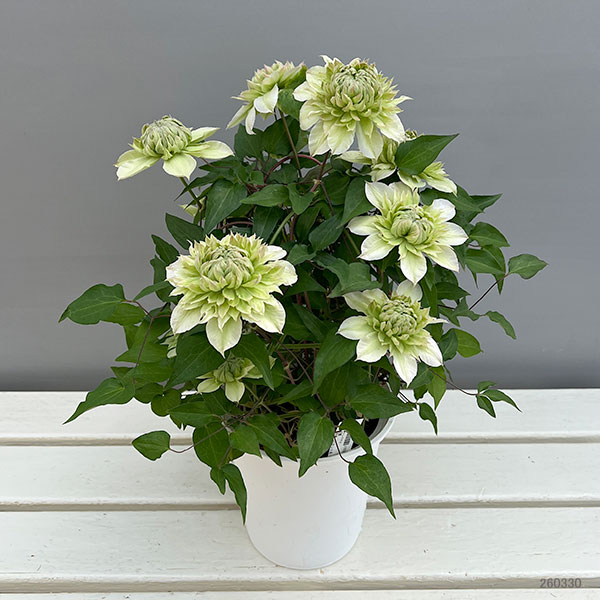 クレマチス：花園5号鉢（パテンス系・八重咲）