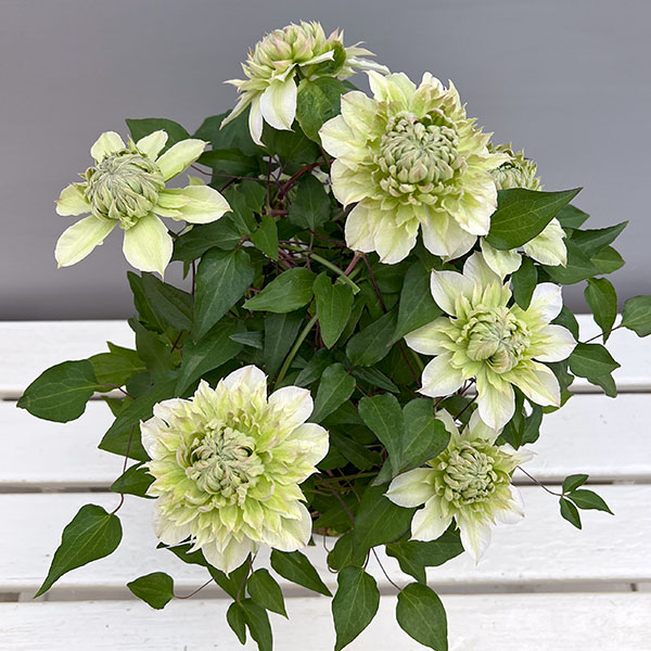 クレマチス：花園5号鉢（パテンス系・八重咲）