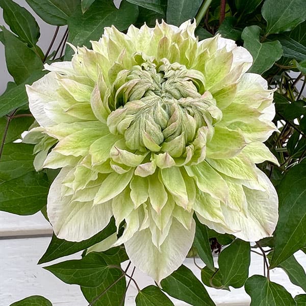 クレマチス：花園5号鉢（パテンス系・八重咲）