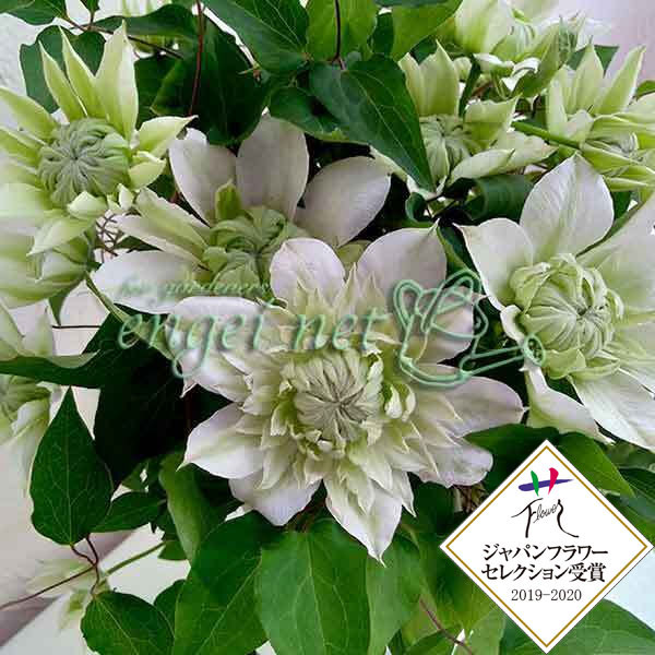 クレマチス：花園5号鉢（パテンス系・八重咲）