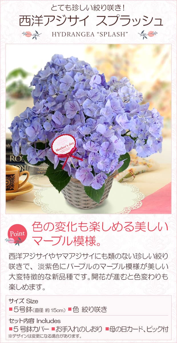 セール中！2鉢価格！スプラッシュ グリーンファイア 紫陽花 アジサイ