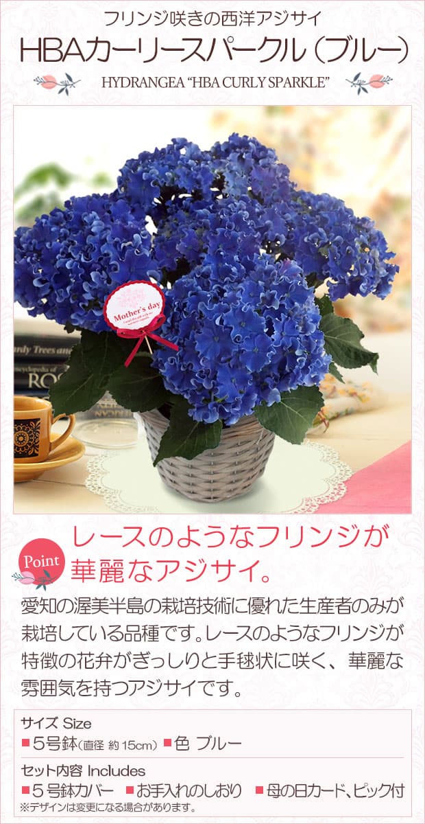 送料無料][2021年遅れてごめんね母の日ギフト]西洋アジサイ：HBA