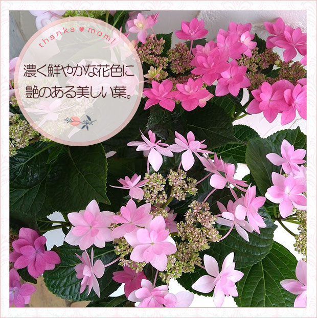 紫陽花  ダンスパーティー　② アジサイ：ダンスパーティー3.5号ポット の通販 | 園芸ネット