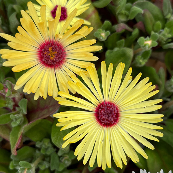 リビングストンデージー花色ミックス3号ポット 4株セット