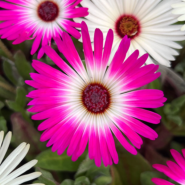 リビングストンデージー花色ミックス3号ポット 4株セット