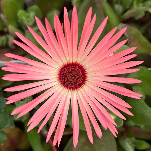 リビングストンデージー花色ミックス3号ポット 4株セット