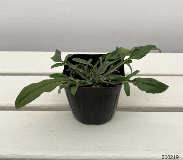 コーンフラワーワイルド3号ポット