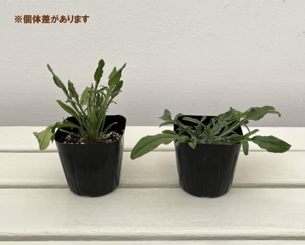 コーンフラワーワイルド3号ポット