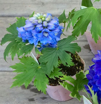 デルフィニウム：アリエル　ライトブルー4号ポット