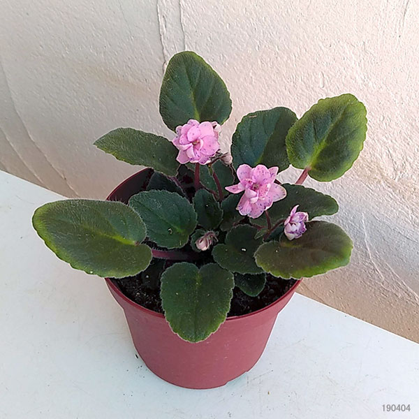 園芸ネット本店｜セントポーリア：ランブリン ラスカル3.5号ポット の