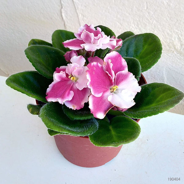 (専用出品)セントポーリア 13株セット 園芸ネット本店｜セントポーリア：リタ ピンク3.5号ポット の通販【公式】