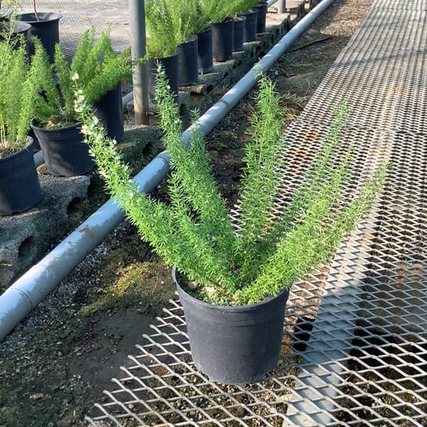 アスパラガスメリー　6号鉢植え