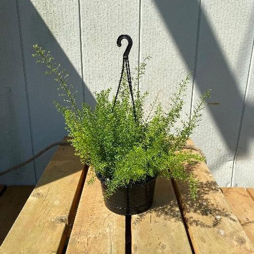 アスパラガスメリー　6号鉢植え
