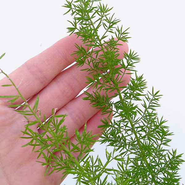 アスパラガスメリー　6号鉢植え