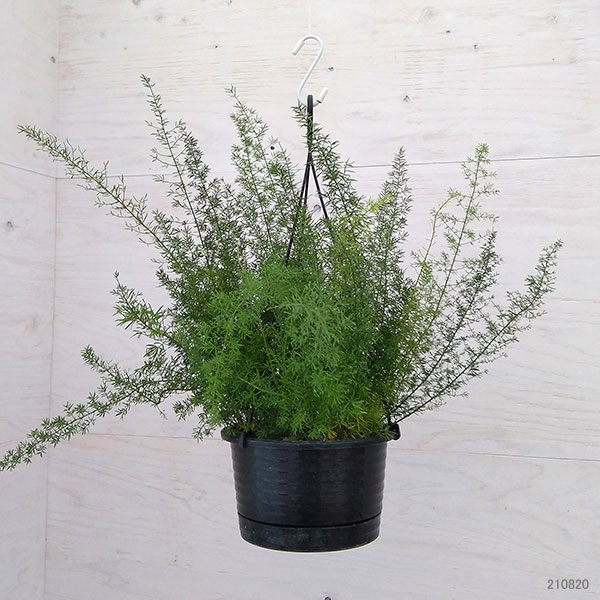 アスパラガスメリー　6号鉢植え