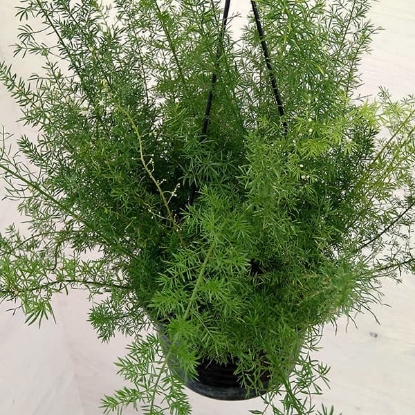 アスパラガスメリー　6号鉢植え