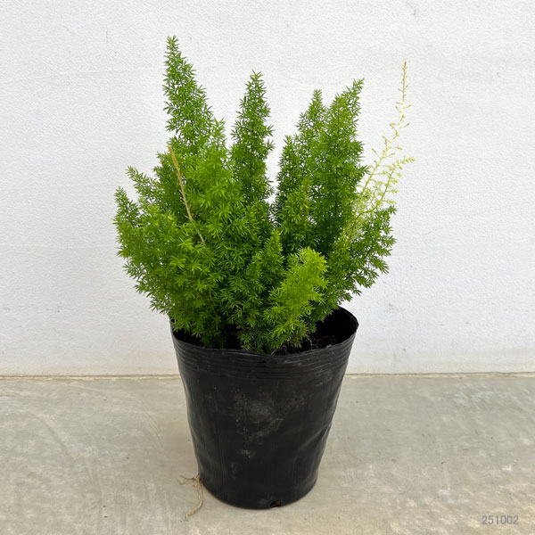 アスパラガスメリー　6号鉢植え