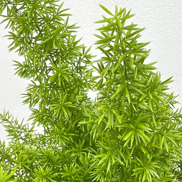 アスパラガスメリー　6号鉢植え