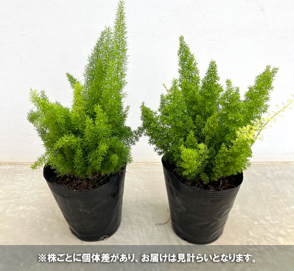 アスパラガスメリー　6号鉢植え