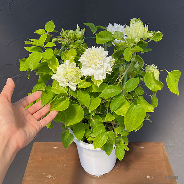クレマチス:ダッチェスオブエジンバラ6号鉢植え