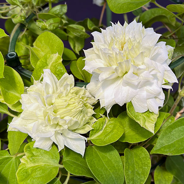 クレマチス:ダッチェスオブエジンバラ6号鉢植え