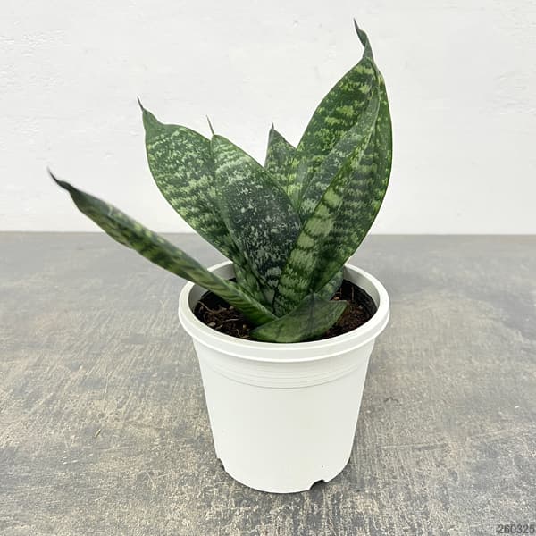 サンセベリア：ハニー4号鉢植え