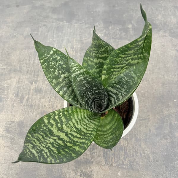 サンセベリア：ハニー4号鉢植え