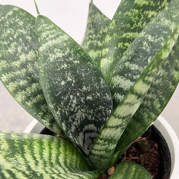 サンセベリア：ハニー4号鉢植え