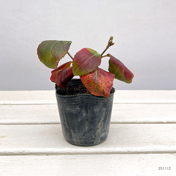 ガマズミ：オオチョウジガマズミ3号ポット