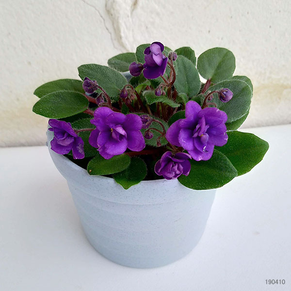 園芸ネット本店｜ミニセントポーリア：ロブス ワガワガ3号鉢 の通販