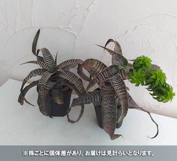 オルソフィツム:グルケニー5号鉢