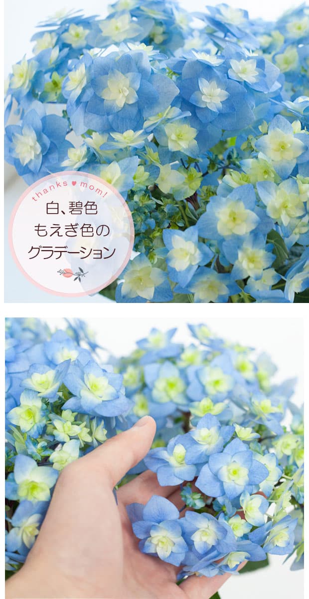 園芸ネット本店｜[送料無料][2019年母の日ギフト][予約]アジサイ：筑紫