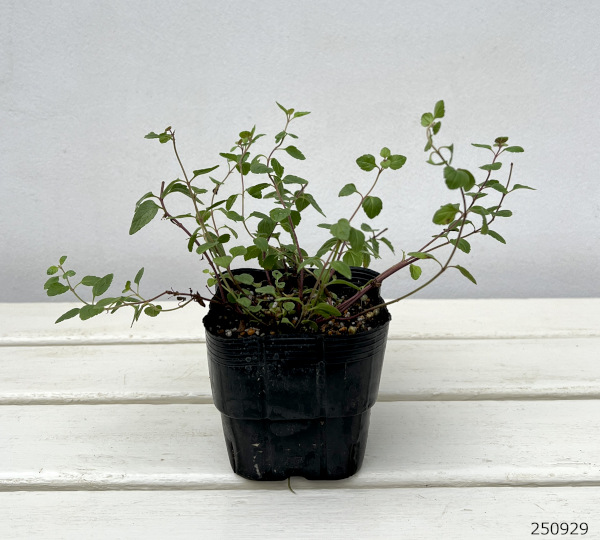 ベロニカ:ウォーターペリーブルー3-3.5号ポット