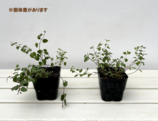 ベロニカ:ウォーターペリーブルー3-3.5号ポット