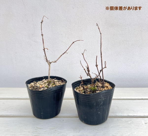 バイカアマチャ2.5-3号ポット